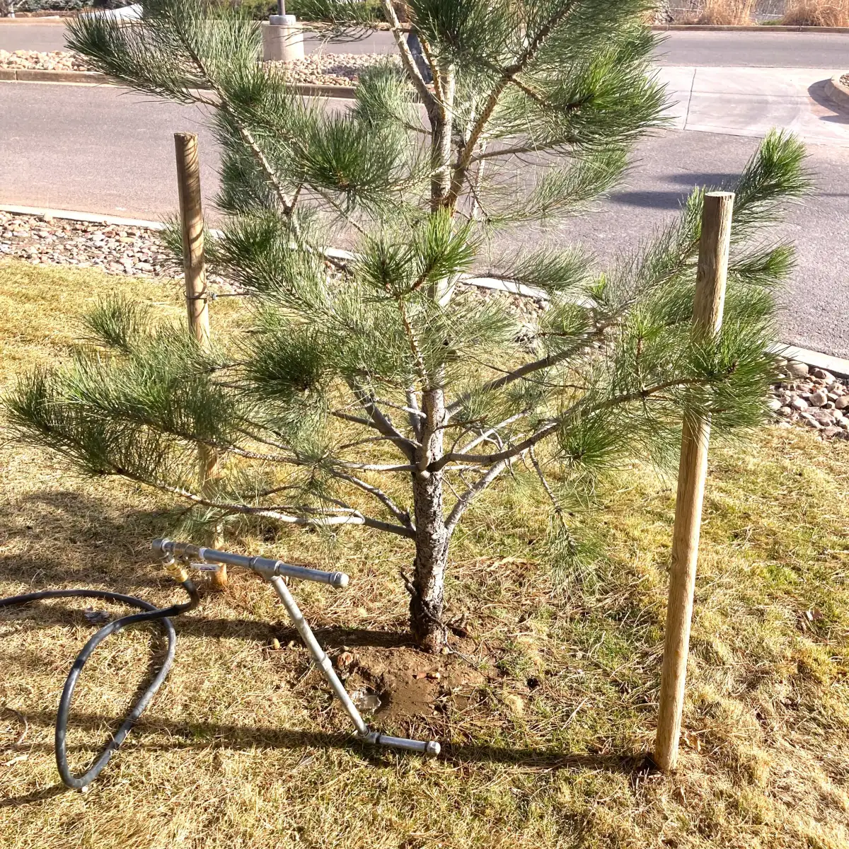 Deep-root watering a tree in Colorado during warm dry winter conditions