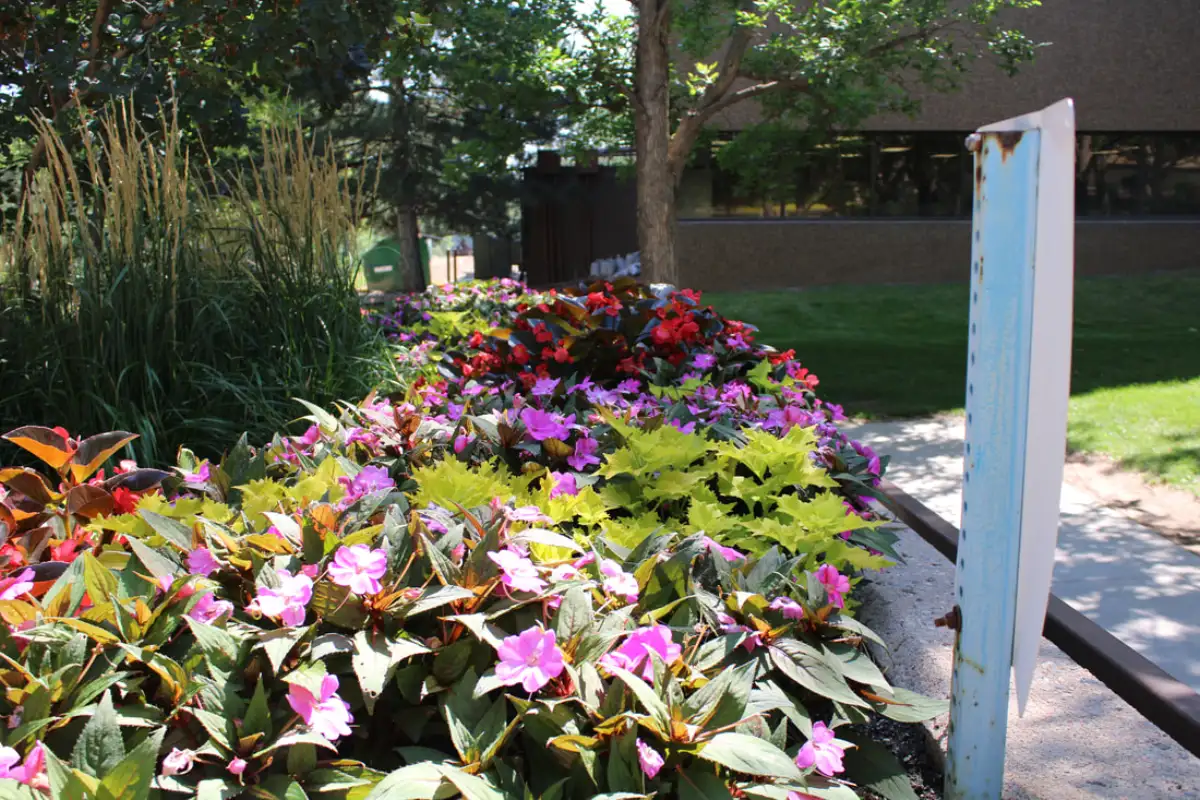 Residential landscape with colorful flower plantings