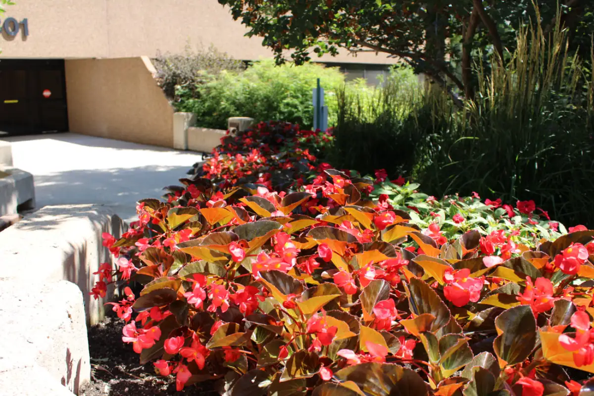 Seasonal flowers in a landscaped courtyard