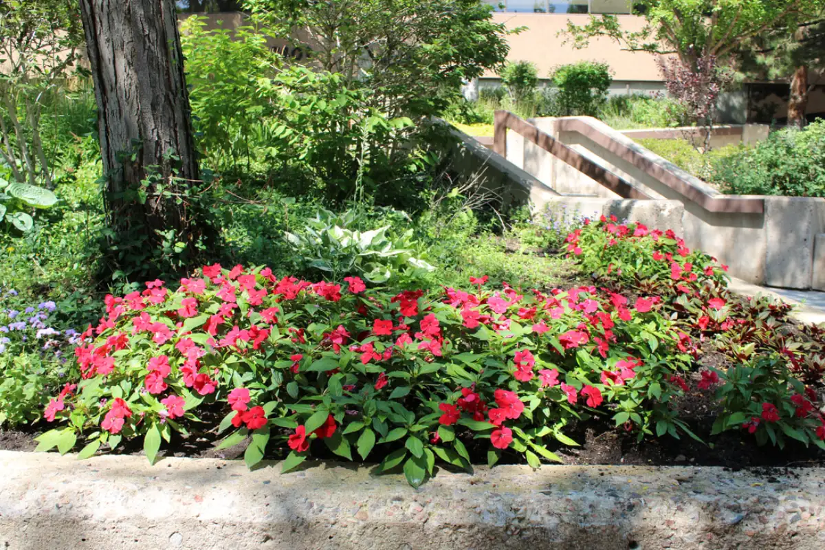 Colorful flower beds beneath courtyard trees