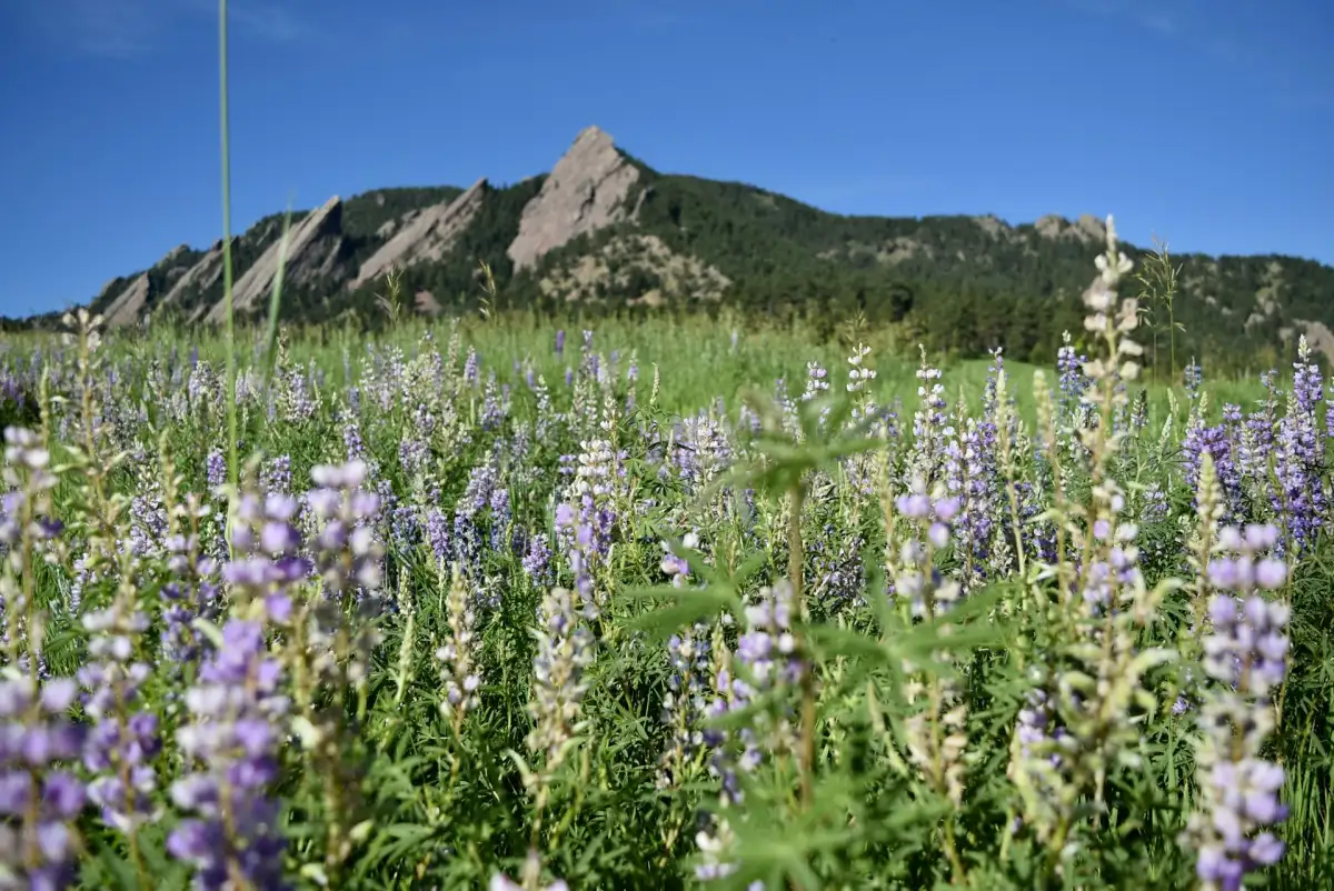 Native Colorado mountain plants suited to Conifer elevation