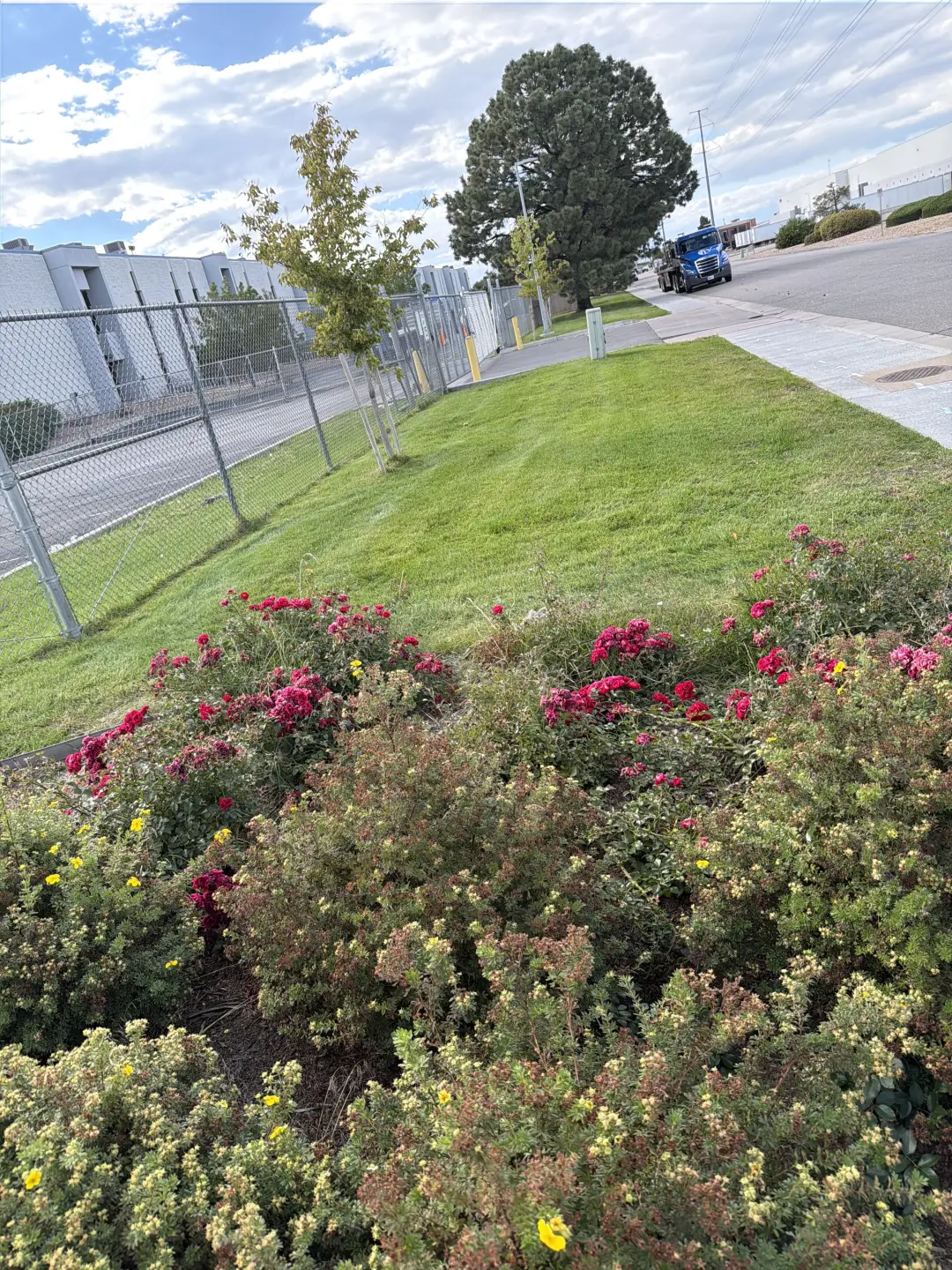 Rose plantings at a Lone Tree commercial property maintained by JLS