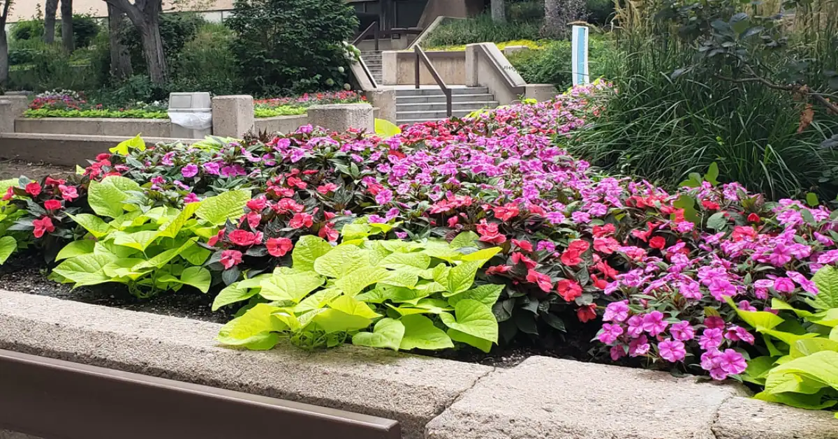 Commercial landscaping for a corporate campus in Denver