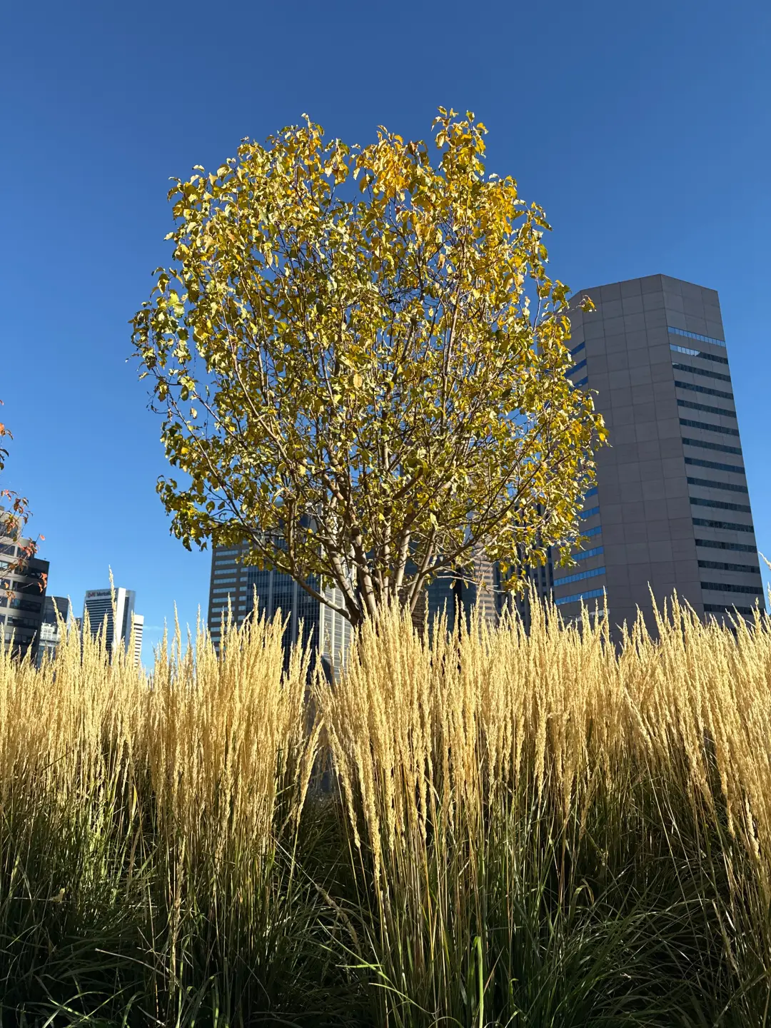Golden fall tree on a Douglas County commercial property