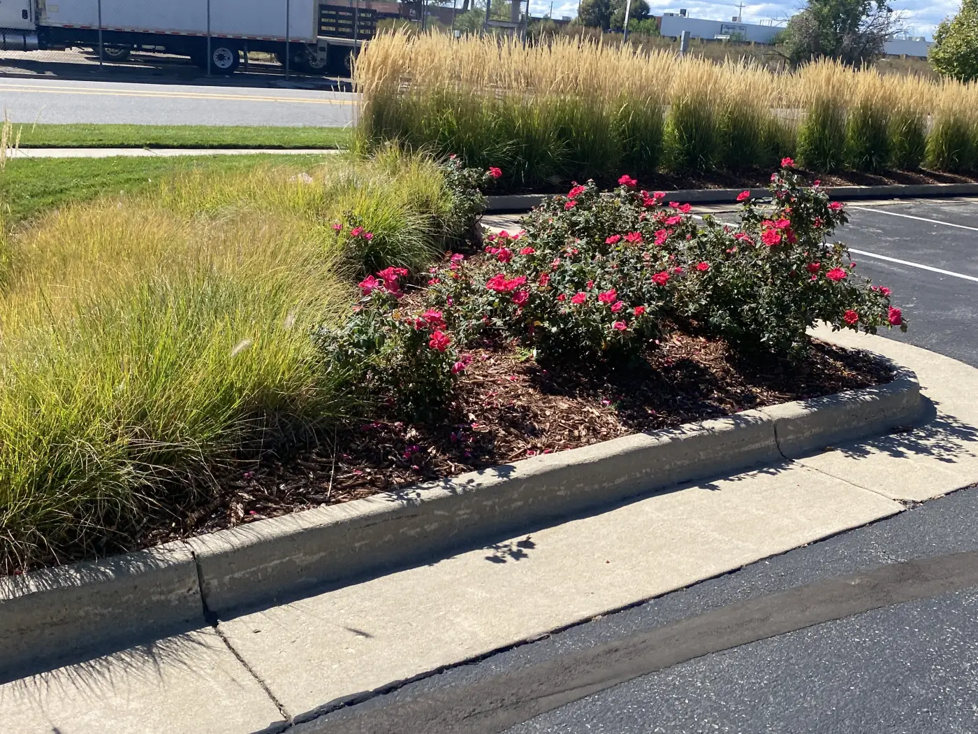 Commercial parking lot rose plantings maintained by JLS in Littleton