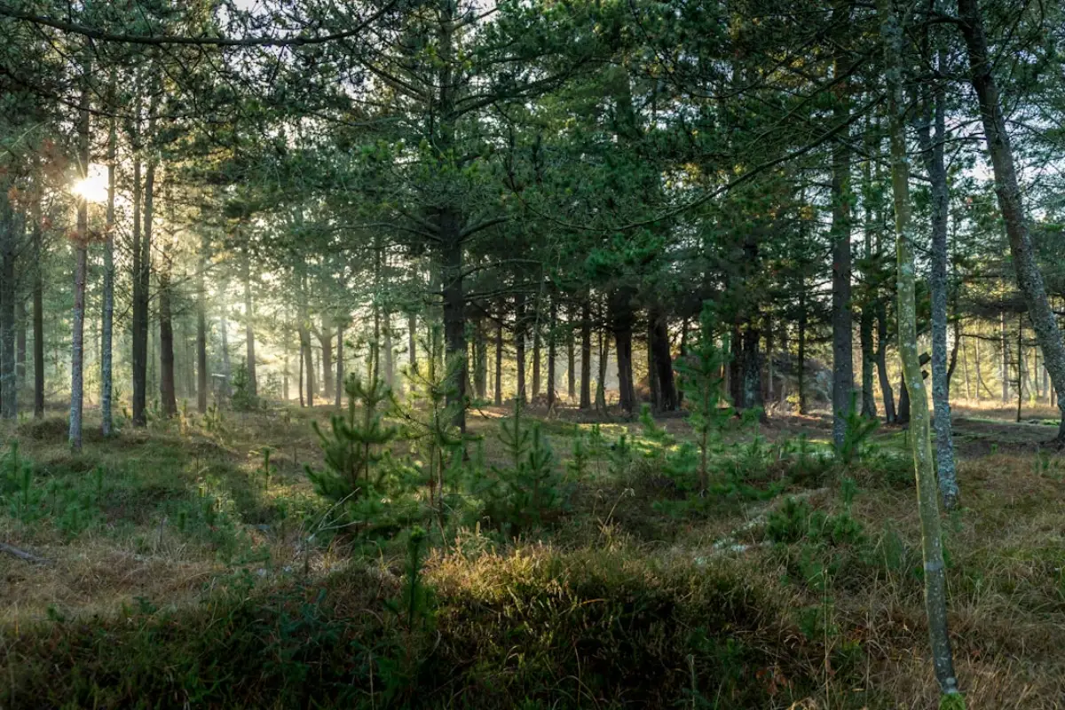 Defensible space clearing around a Colorado mountain property