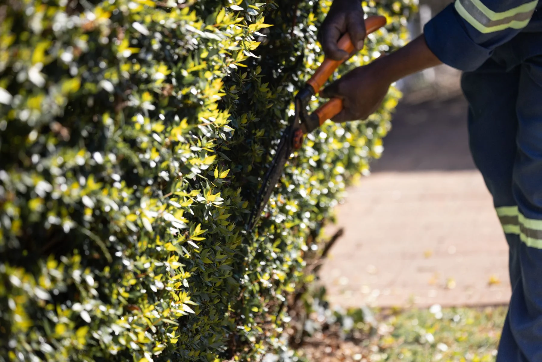 Hands using shears to maintain a green hedge