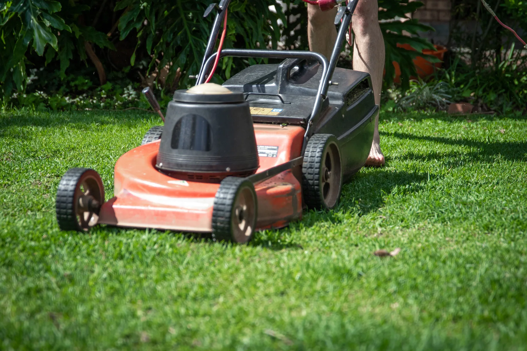 Lawn mower cutting green grass