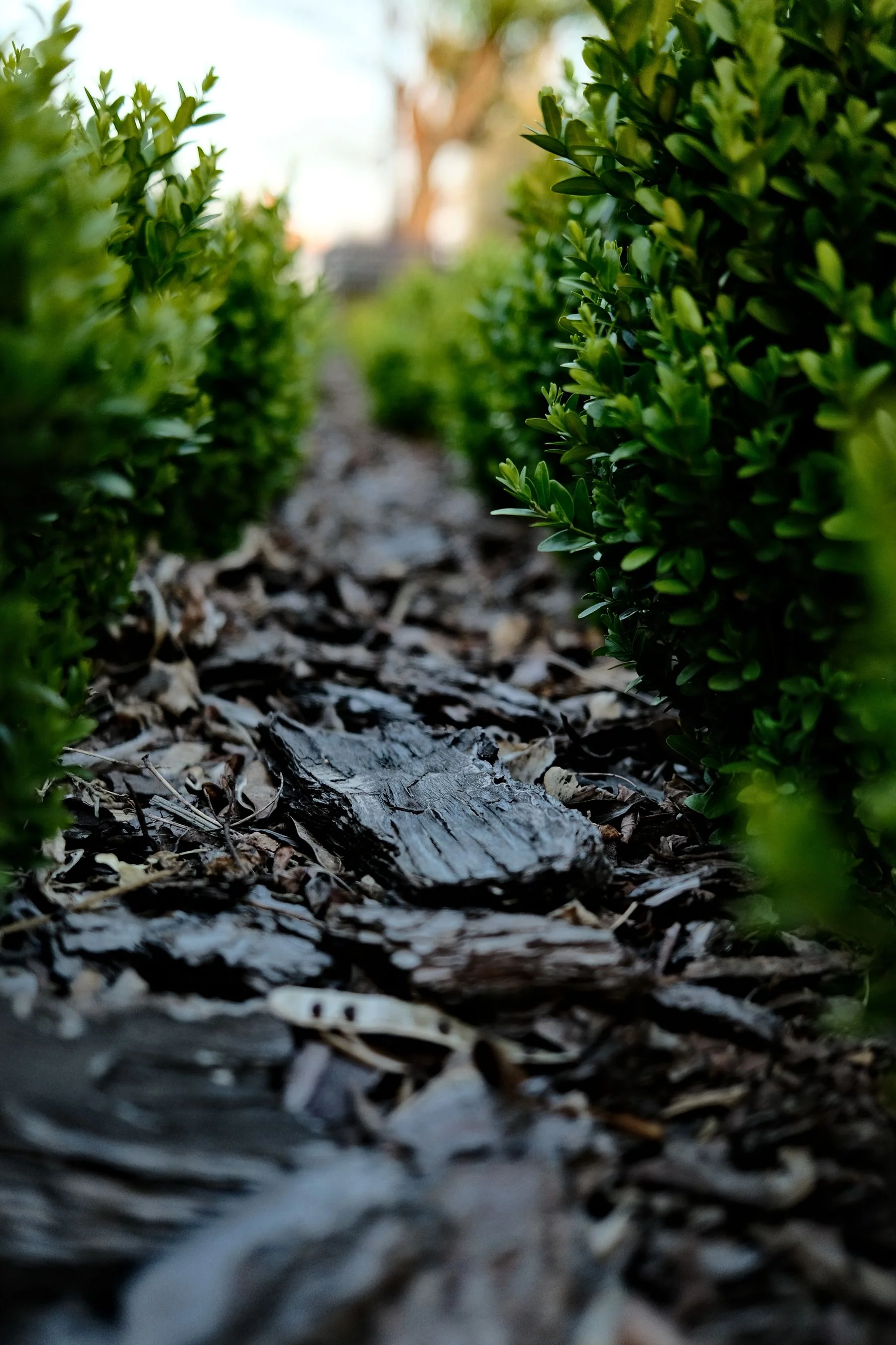Bark mulch between neatly trimmed planting beds