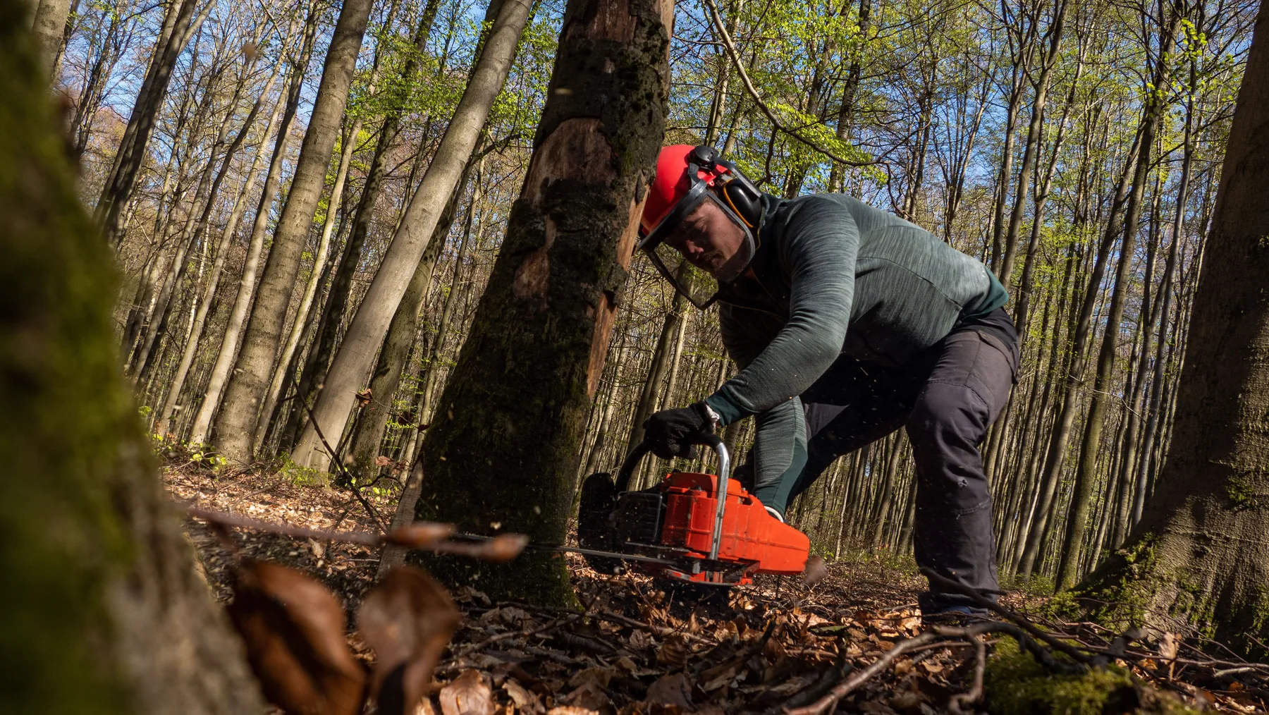 Forestry worker in protective equipment cutting a tree with a chainsaw